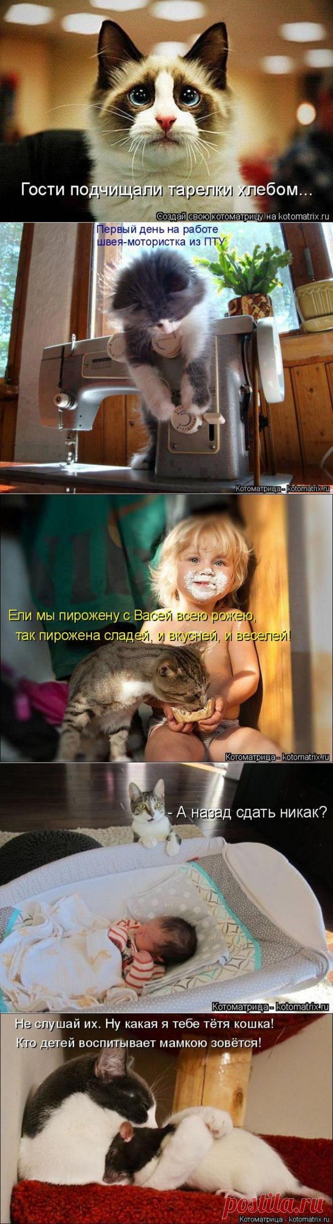 Забавная пятничная котоматрица