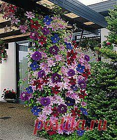 две ступени к прекрасному