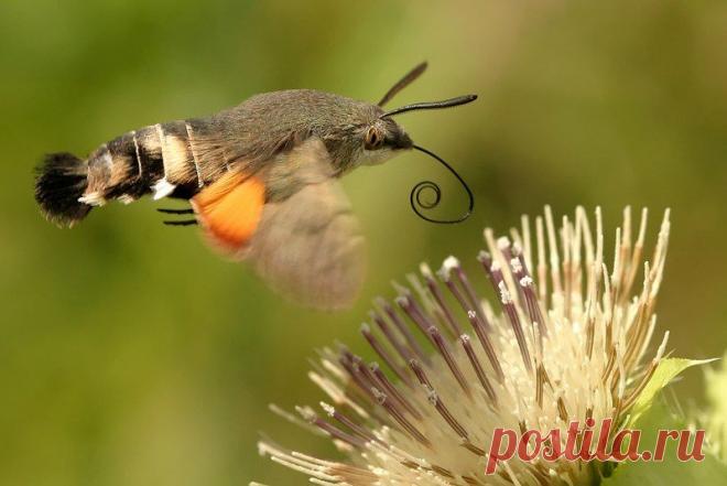 языкан обыкновенный (Macroglossum stellatarum). По-английски он так и называется – «hummingbird hawk-moth» («колибри-бражник»). 

Распространён этот двойник колибри очень широко – почти по всей Евразии и на севере Африки.