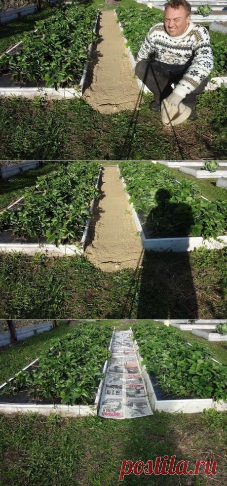 КАК СДЕЛАТЬ ЧТОБЫ В ПРОХОДАХ МЕЖДУ ГРЯДКАМИ ТРАВА НЕ РОСЛА - Садоводка