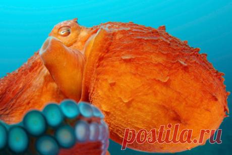 Названа потенциальная форма разумных инопланетян Ученые Вашингтонского Университета (США) выяснили, что щупальца осьминогов обладают нейронными сетями, которые могут принимать решения независимо от