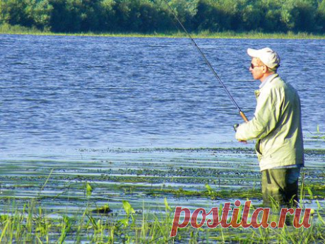 Сом, которого я отпустил...