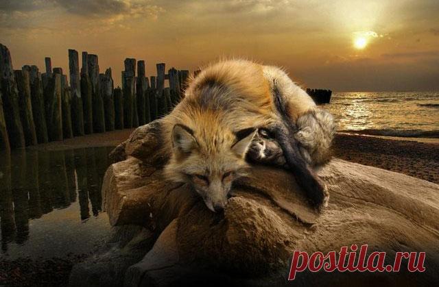 Записки Старого Лиса™ Виртуальная нора совмещенная с кухней