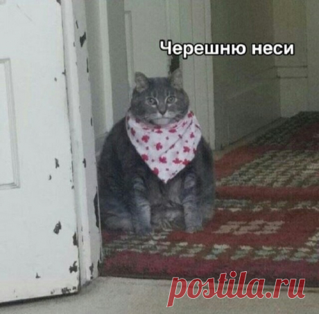 Сети покоряет новый мем: «Хочу черешню!» (19 картинок) . Тут забавно !!!