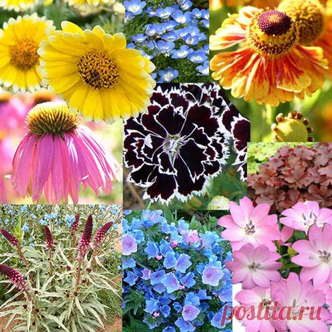 Gardening | Сроки посадки цветов на рассаду таблица
