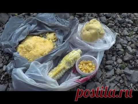 >> Кукуруза для ловли карпа | Видео