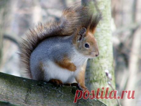 Новые фотографии бельчата.