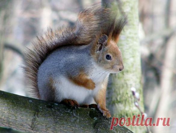 Новые фотографии бельчата.