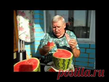 Как я выращиваю арбузы в открытом грунте - YouTube