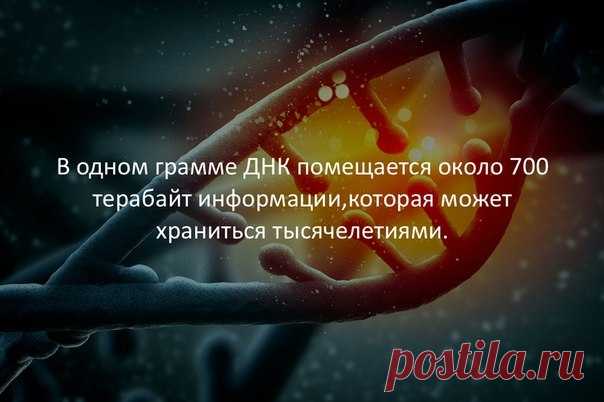 Всего одного грамма ДНК хватит для записи колоссального объема информации в 455 эксабайт. При этом как носитель она невероятно надежна — ДНК успешно извлекли и расшифровали из костей лошади возрастом около 700 тысяч лет. Правда, для сохранности биологического носителя информации необходимы некоторые специфические условия.Чтобы воссоздать условия консервации ДНК в окаменелостях, ДНК защитили от внешней среды с помощью микроскопических шариков диоксида кремния. ...
Источник: popmech.ru