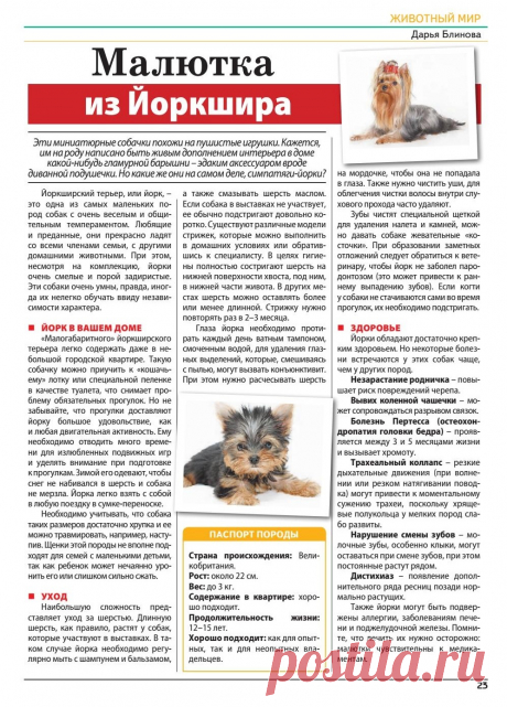 Йоркширский терьер