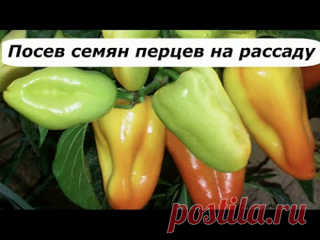 438  Посев семян перца на рассаду