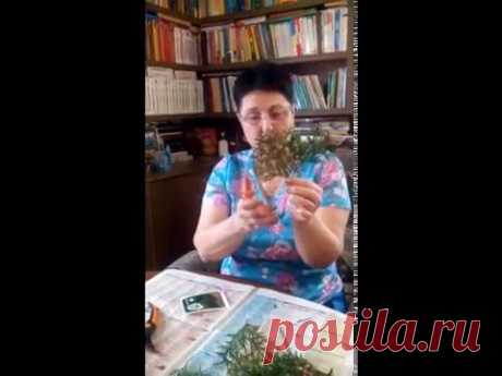 Черенкуем хвойники