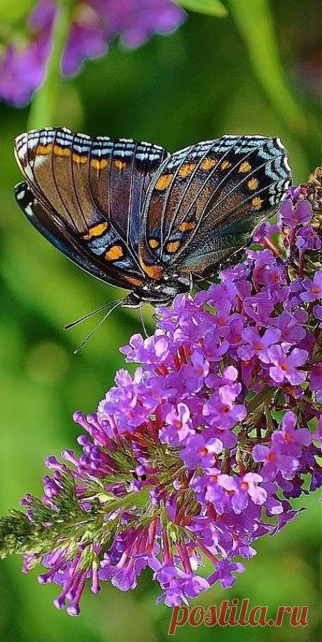 Karen Pedevilla приколол(а) это к доске butterflys
