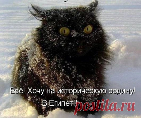 Котодром (17.03.14).