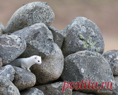 Фотографии пользователя Frank