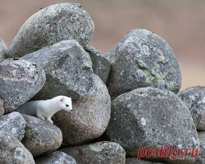 Фотографии пользователя Frank