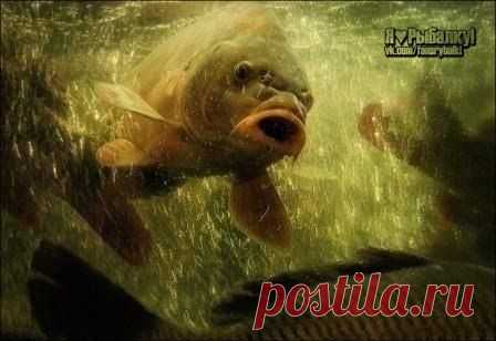 Я выросту и буду рвать твои любимые сна / Богатая добыча
