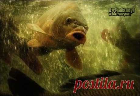 Я выросту и буду рвать твои любимые сна / Богатая добыча