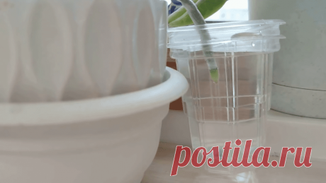 Стакан воды в помощь орхидее: потрясающий результат даже без подкормок