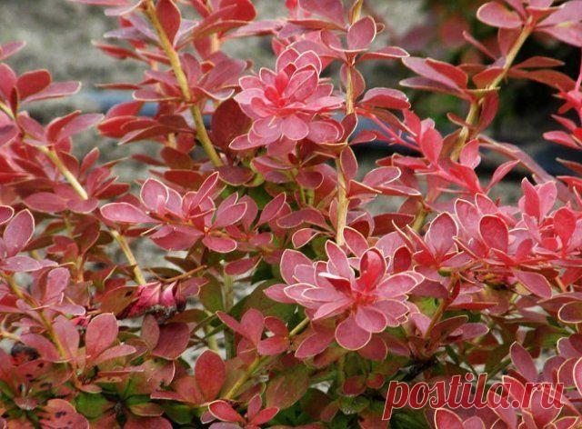 10 сортов барбариса, которые украсят ваш сад | Деревья и кустарники (Огород.ru)