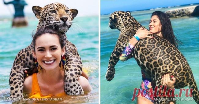 Представляем вам остров, где можно плавать с настоящими добрейшими ягуарами