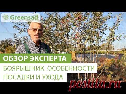 Боярышник. Особенности посадки и ухода — Яндекс.Видео
