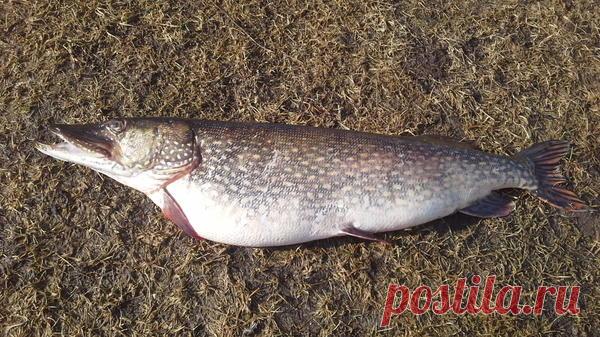 Засолка икры щуки в домашних условиях