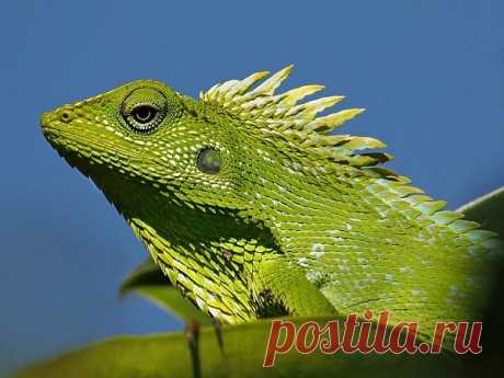 Ящерица - реальный дракон