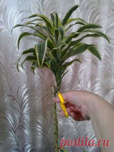 Все способы размножения драцены. ИНСТРУКЦИЯ&quot;✔