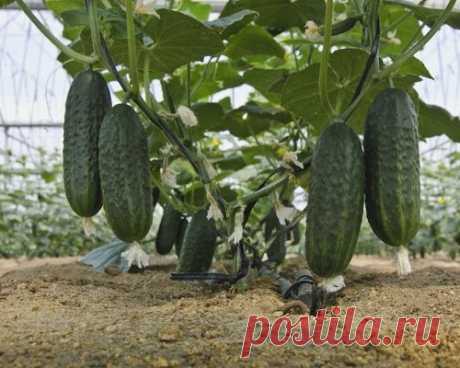 Подкормка для огурцов и другие огуречные советы