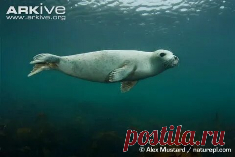arkive wildlife: 1 тыс изображений найдено в Яндекс Картинках