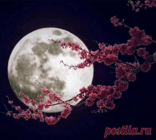 (17) Одноклассники