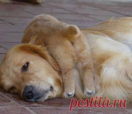 Такие заботливые мамы: Фотографии животных, которые немного устали от своих детёнышей