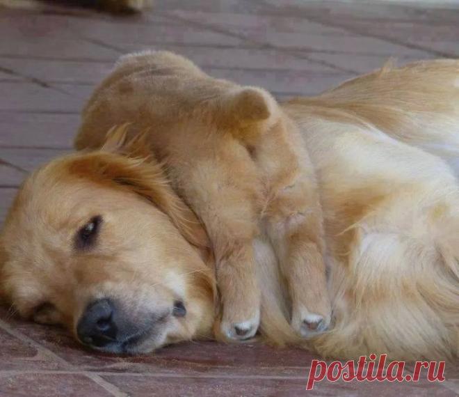 Такие заботливые мамы: Фотографии животных, которые немного устали от своих детёнышей