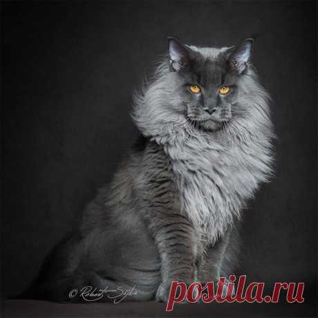 Котики - муркотики - 14 января 2018 в 03:51 Страница "Котики - муркотики " - 14 января 2018 в 03:51