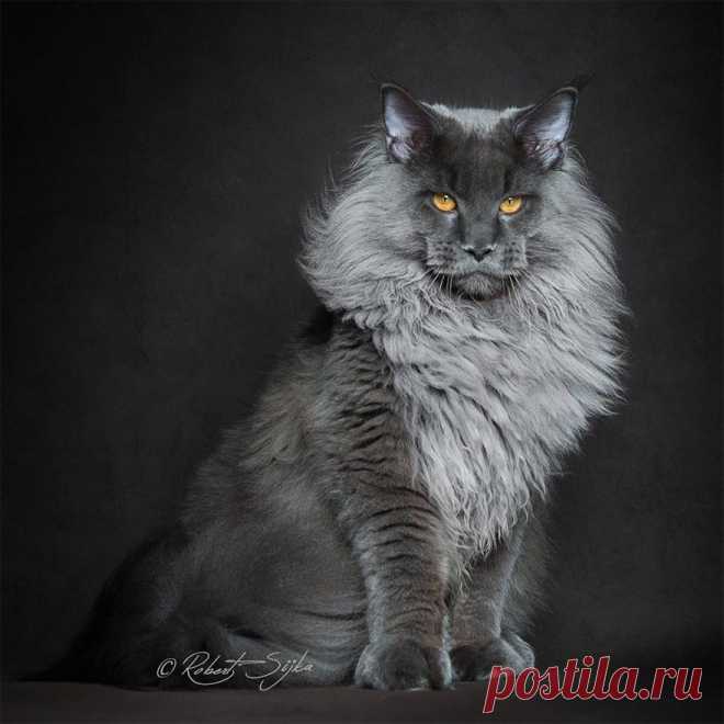 Котики - муркотики - 14 января 2018 в 03:51 Страница 