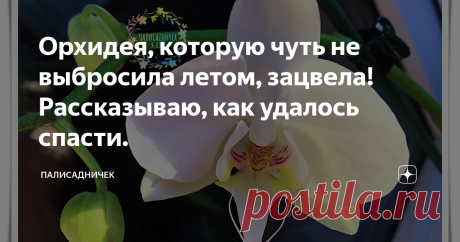 Орхидея, которую чуть не выбросила летом, зацвела! Рассказываю, как удалось спасти.
