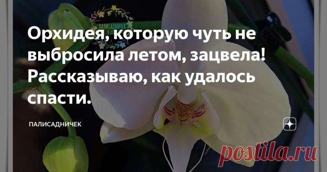 Орхидея, которую чуть не выбросила летом, зацвела! Рассказываю, как удалось спасти.