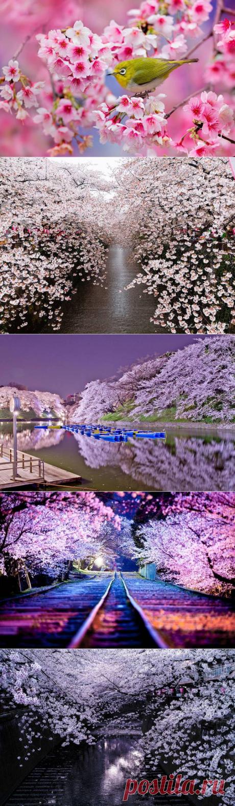 Цветение сакуры в Японии, 2014 год | "Secret worlds"