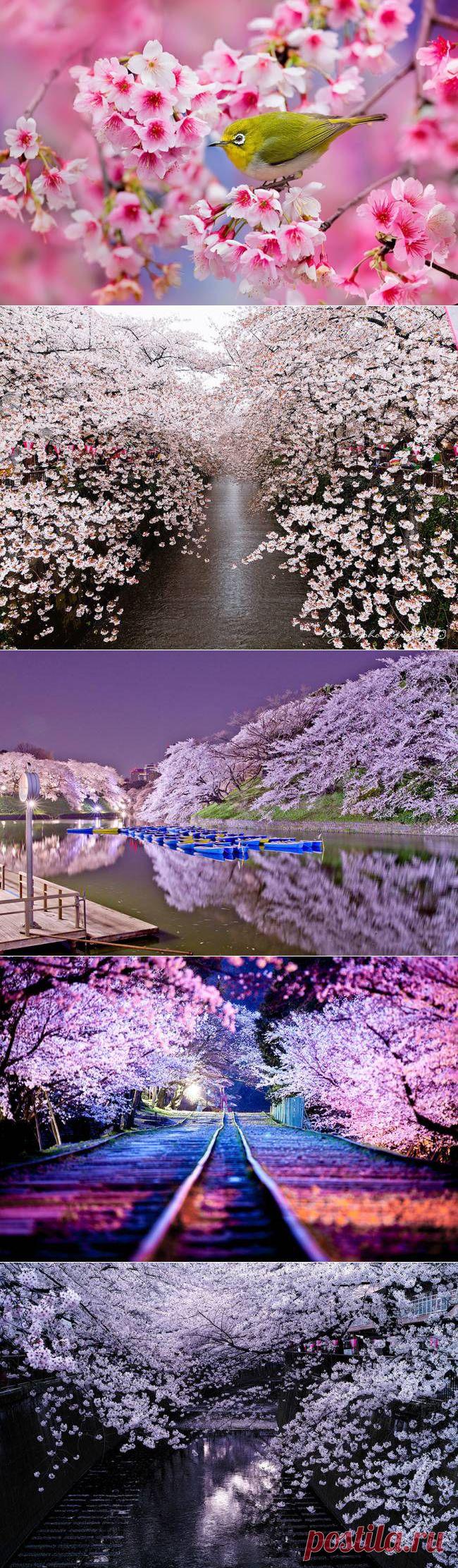 Цветение сакуры в Японии, 2014 год | "Secret worlds"