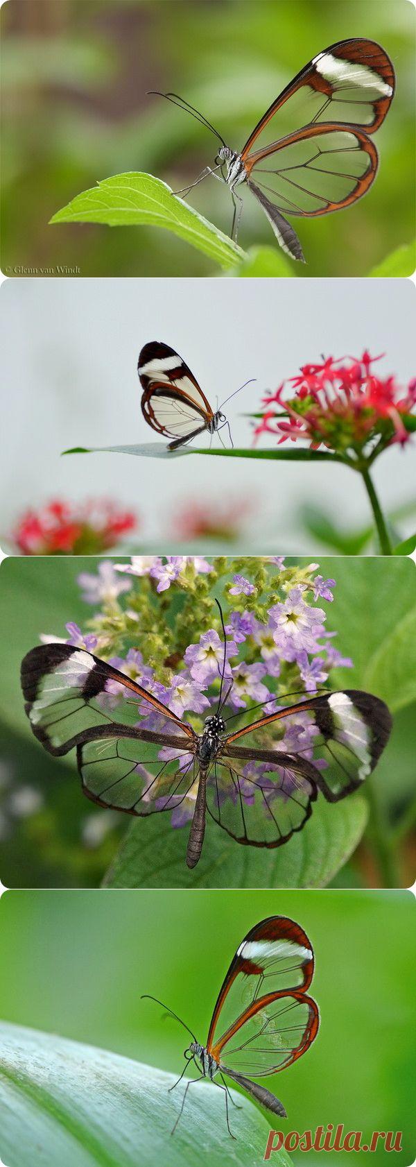 Грета Ото или стеклянная бабочка