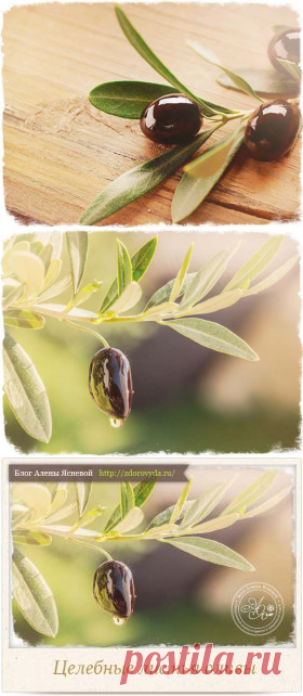 Целебные листья оливковых деревьев и почему они полезнее, чем оливковое масло