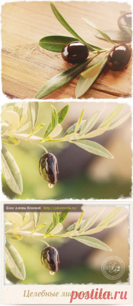 Целебные листья оливковых деревьев и почему они полезнее, чем оливковое масло