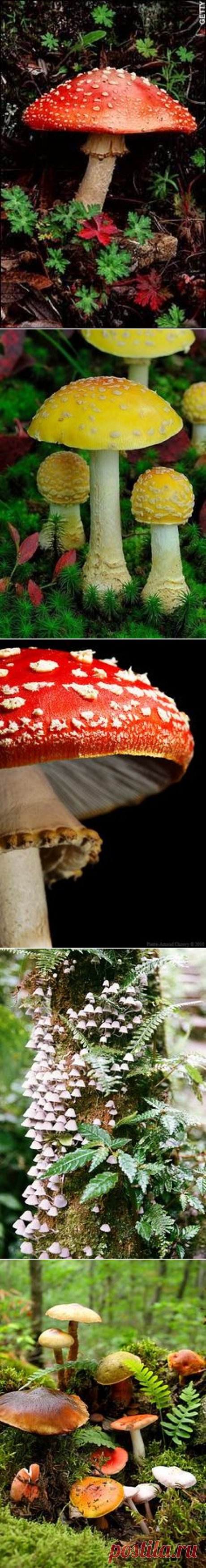 (1070) Snail and Mushroom | Gnomes & Mushrooms