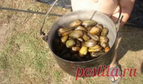 Можно ли кушать речные мидии? | MASTER-FISHER.RU | Яндекс Дзен