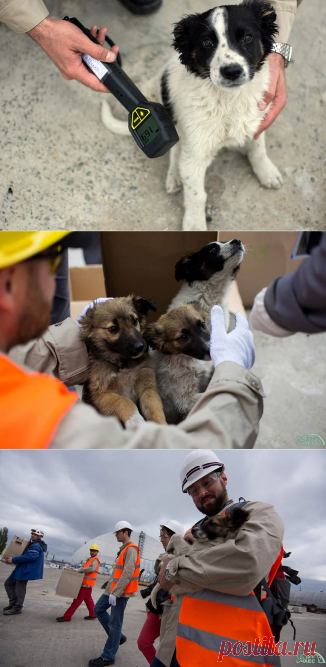 200 собак из Чернобыля будут вывезены в США