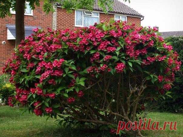 Вейгела (Weigela) — листопадный кустарник семейства жимолостных