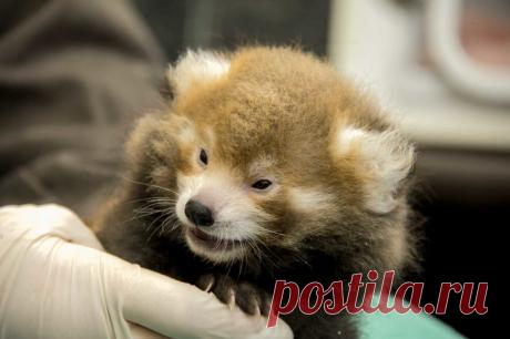 Малыши, которые еще почти ничего не умеют, но уже нашли путь к сердцу каждого