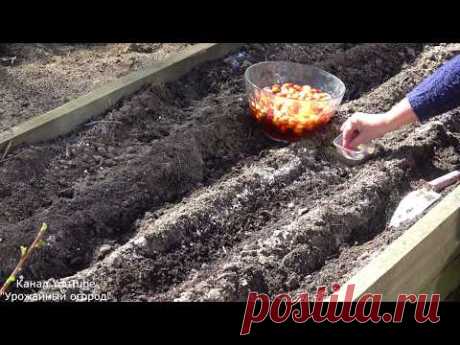 СДЕЛАЙТЕ ЭТО ПРИ ПОСАДКЕ ЛУКА ДЛЯ БОЛЬШОГО УРОЖАЯ!!!